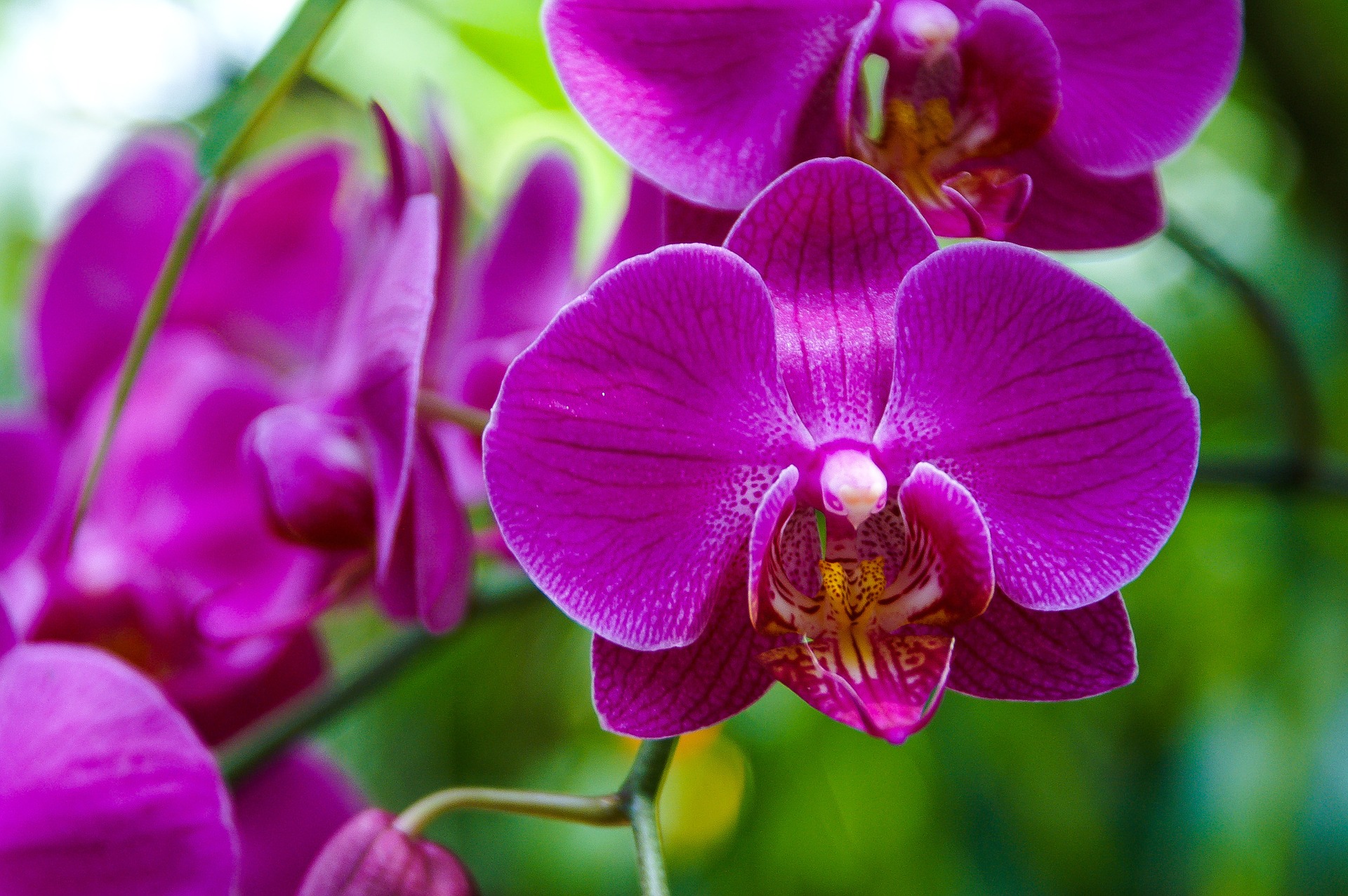 Orquídeas: Significado, Características y Tipos de Orquídeas