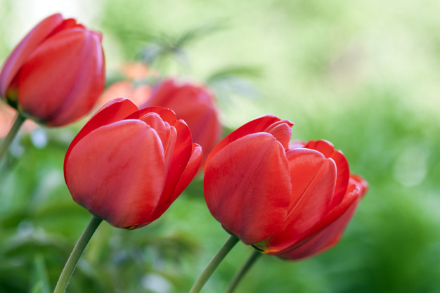 Tulipanes: Significado, Características y Tipos de Tulipanes