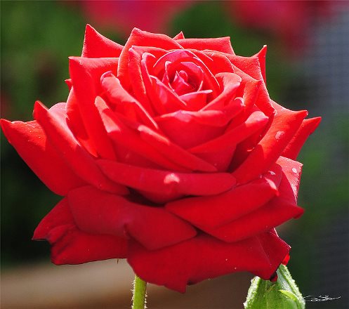 trolebús pasta Hay una necesidad de Rosas: Significado, Características y Tipos de Rosas